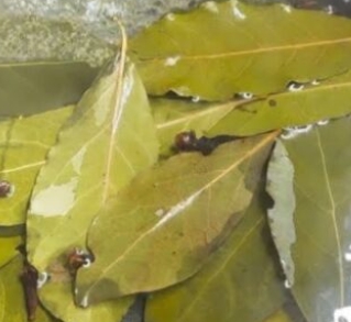 Natural Repellent with Bay Leaves and Cloves: Keep Pests at Bay