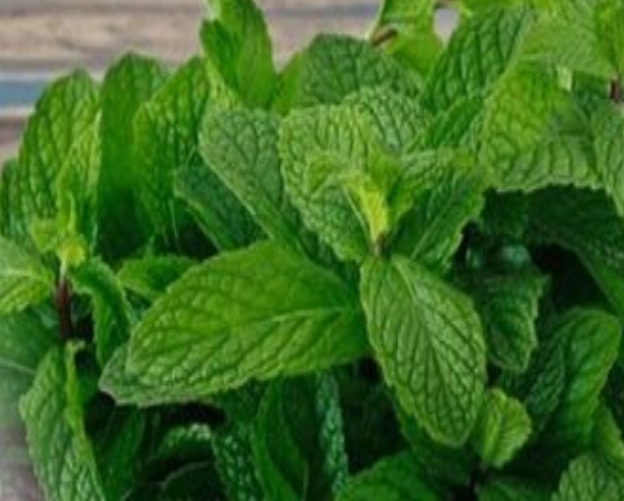 6 Plants to Clean Your Lungs and Fight Asthma