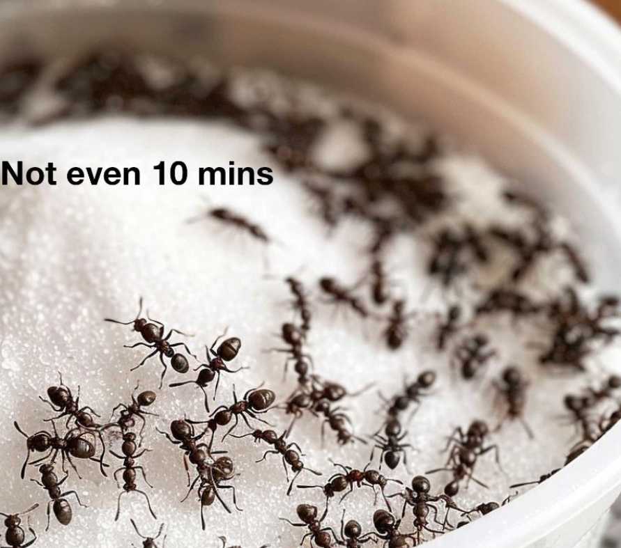 As the weather heats up, I always go for this trick to getting rid of pesky ants