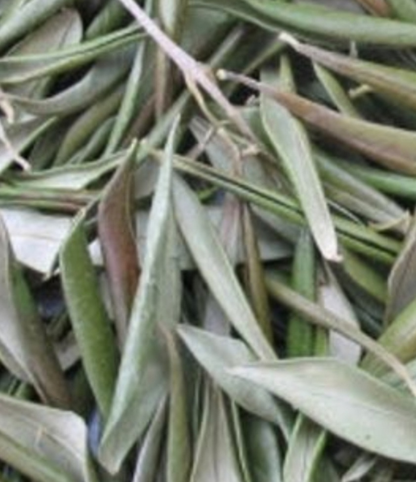 Discovering the Wonders of Dried Olive Leaves