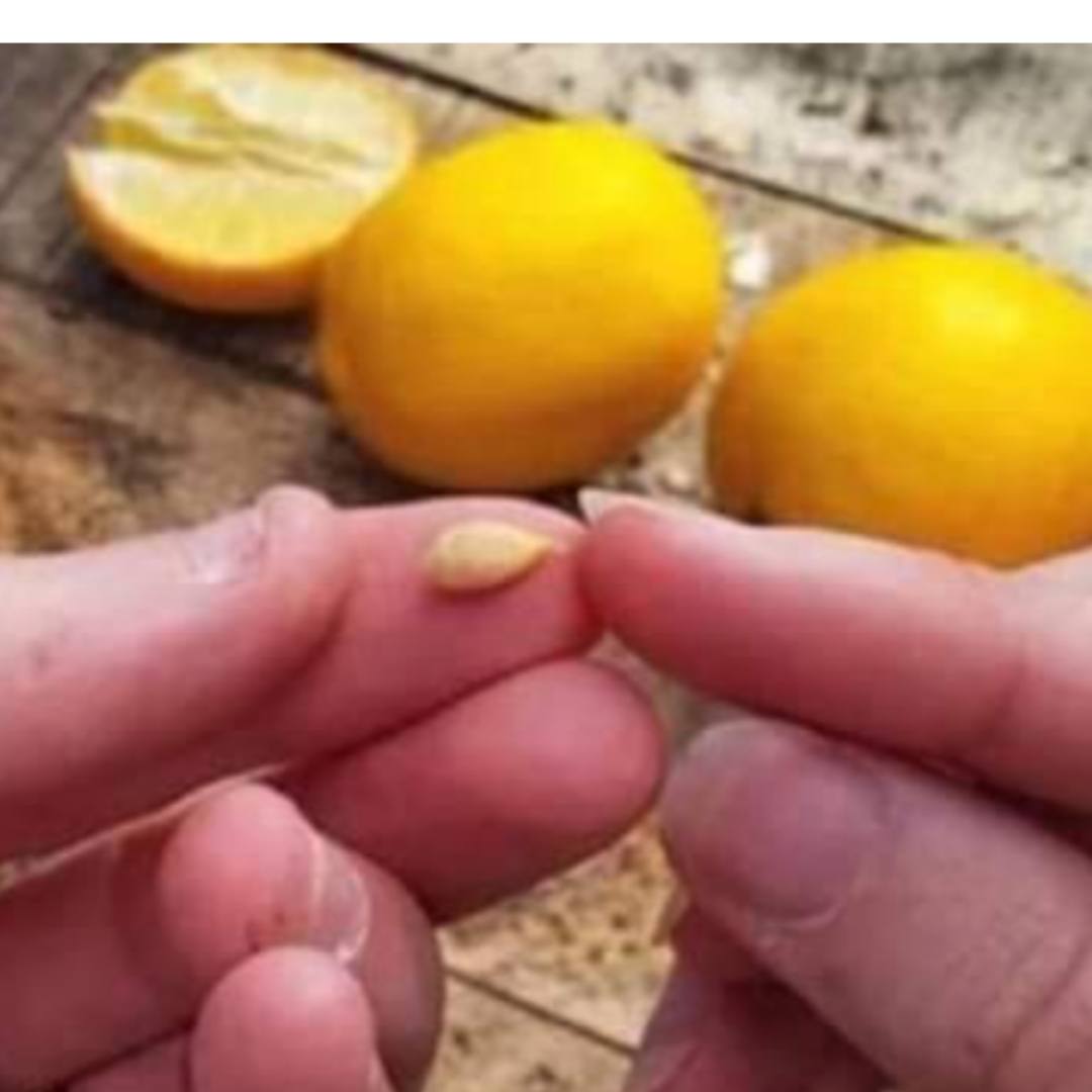 When squeezing lemons, do not make the mistake of discarding the seeds – They are worth their weight in gold