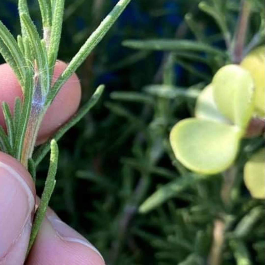 Put Rosemary on the Back of Your Neck, and You Will Be Shocked at What Will Happen