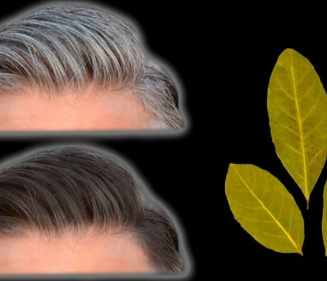 The Magic of Bay Leaves: A Quick Fix for Gray Hair