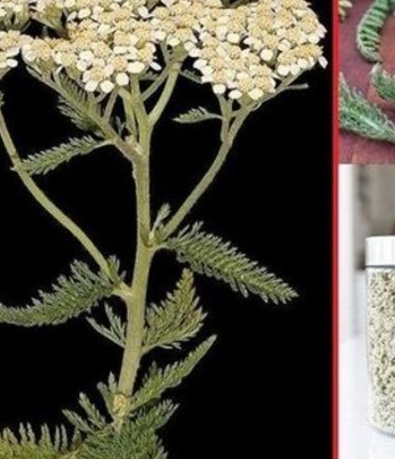 Discover the Strengthening Effects of Yarrow