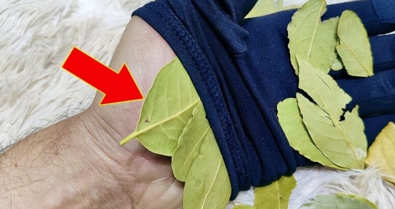 Put 1 Bay Leaf in Your Hands and Don’t Spend More at the Pharmacy: The Surprising Benefits