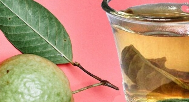 ???? What Happens When You Drink Guava Leaf Tea? ???? – 3 Key Benefits