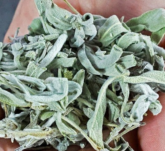 Death Begins in the Intestines! Why Die If You Have This Plant? Discover the Benefits of Sage